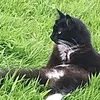 foundcat