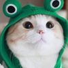 adrioko