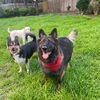 thedogladysa