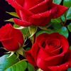 user632080444