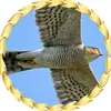 sparrowhawk_3