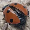 cocciii2