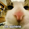 elgatitobellisim0