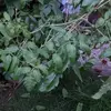greenparsleyita