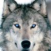 wildgraywolf