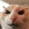 roberttt_ss