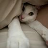 catsssss34