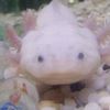 axolotlot122