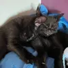 lunaandmidnightkittens