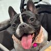 chertamthefrenchie