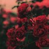 nooar_32