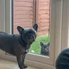 davethebluefrenchie