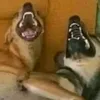 dogcrazycrazyy