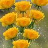 bornaislam2