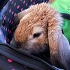 floppy_ears2