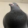 pigeonmotha