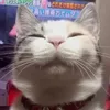 miyshoc