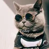 bluecatuk2