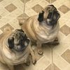 pugsallday