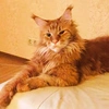 mainecoonstephan