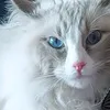 💙Oscar.il.gatto💙