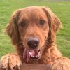ellie_the_retriever