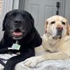 dogmomdrp