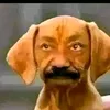 duldog.ph