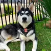 hanna_husky