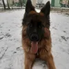 danawendygermanshepherd