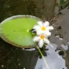 nguyen_hoang_vu..85