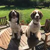 2madspaniels