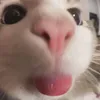 caheobietmua