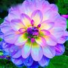 lovey_379