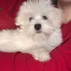 dobi_themaltese