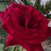 user96339095