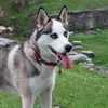 nairathehusky