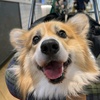 baboonthecorgi