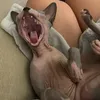 imlittlelauren25