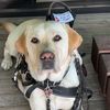 servicedogjorah
