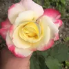 dervishaj0