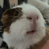 bart_the_guinea_pig