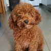 teopoodle17