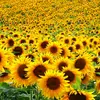 _sunflower_086