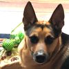 ruger_dog1