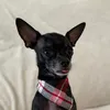 bentopinscher