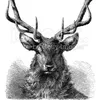 gustavovelasquez196