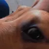emilly_souzwx