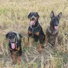 peakyblindogs