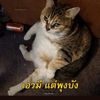 tavanssth